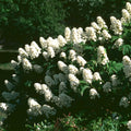White Oakleaf Hydrangea Bush Plant Tree Live Flowering Shrub Hardy Starter Plant Size 5 to 11 Inches in Tall, White Color Blooms, Domant, Winter Hardy