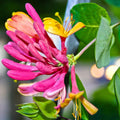 Fragrant Climbing Honeysuckle Plant Live Vine, Lonicera Perennial Honeysuckle Plants Bushes Shrubs for Planting