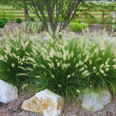 2 Fountain Grass Ornamental Grasses Live Plants Perennial, Live White Grass Plant Size 7-12 Inc Tall, No Pot