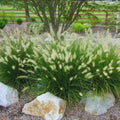 Miscanthus Grass, Hameln Dwarf Fountain Grass Hameln Live Grass Plants in 4 Inches Pot
