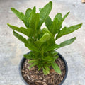 Epazote Plant Live, in 4" Pot, Epazote Herbs for Planting