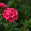 Hot Pink Phlox Plant 3-5 Inches Tall, Phlox Live Plant, Hardy Perennial with Colorful Blooms for Garden and Patio