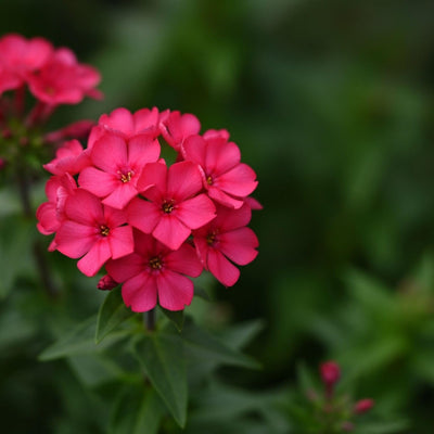 Hot Pink Phlox Plant 3-5 Inches Tall, Phlox Live Plant, Hardy Perennial with Colorful Blooms for Garden and Patio