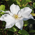 White Clematis Vine Plant Live for Planting, Climbing Clematis Plant Live in 2.5 Inches Pot, Clematis Flowers Perennial