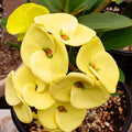 Yellow Crown of Thorns Plant Live, Euphorbia Milii Plant Live Potted 4 Inc, Cactus Plants Live Houseplants