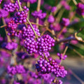 Beautyberry Plant Live, American Beautyberry Live Plant, Flower Bush Shrub Tropical Plants Indoor Outdoor, 5 to 6 Inc in Height