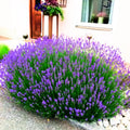 3 Lavender Plants Live Starter Plants 1-3" in Tall, Hardy Perennial Lavender for Garden and Landscape with Fragrant Purple Blooms, No Pot (Light Blue)