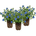 Set 3 Evolvulus Blue Daze Plant Live, Blooming Perennial Evolvulus Plants, 4-6 Inches Tall, Ready for Outdoor Growing