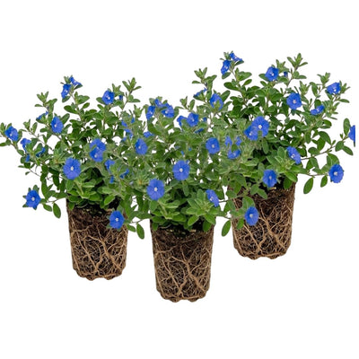 Set 3 Evolvulus Blue Daze Plant Live, Blooming Perennial Evolvulus Plants, 4-6 Inches Tall, Ready for Outdoor Growing
