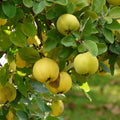Quince Tree Plant Live, Cold Hardy Edible Fruit Tree, 2-3 Ft Tall