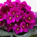 African Violet Live Plant in 4 Inch Pot, Flowering Houseplant, Easy Care Indoor Plant with Vibrant Blooms (Bright African Violet)
