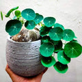 Rare Stephania Cephalantha Caudex Plant Live, Size Root 2.5-3.5 Inch Succulent Live Plant for Home or Office Indoor Growing