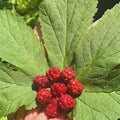 20 Goldenseal Plants Roots, Perennial Goldenseal Flower Bare Roots for Planting Indoor Outdoor