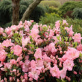 Double Pink Azalea Plant Live, 7 Months Old Rhododendron Like, Azalea Rhododendron Tree Flowers Plants Live Bush in Pot