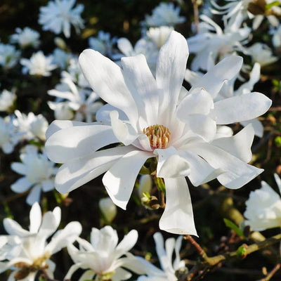 Star Magnolia Tree Live Plant, Magnolia Plant Live, 6 to 9 Inc Tall, Shrub Flower Plant for Garden Indoors Outdoors,