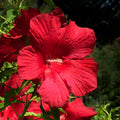 2 Red Hibiscus Plants Live 5-9" in Tall, Hardy Hibiscus Tree Live Plant Year-Round Blooming, No Pot, Outdoor Perennial Planting