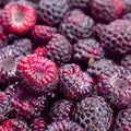Raspberry Plant Live for Planting 6 to 12 Inch Height, Raspberry Bush Live Plant to Grow, Sweet Raspberries Seedling Outdoor (Purple Raspberry)