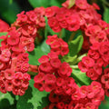Red Crown of Thorns Plant Live, Euphorbia Plants Live, Euphorbia Milii Plant Live, Cactus Plants Live Houseplants, 4" Pot