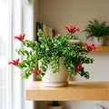 Curly Lipstick Plant Live, Red Curly Lipstick Plants Live Houseplants, 3 Inc Pot, 3-5 Inc Tall, Rare Trailing Indoor Plant for Home and Office Display