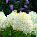 Well-Rooted Hydrangea Live Plant in 2.5 Inch Pot, Hydrangea Tree Shrub Bush Perennial Outdoor Planting (White)