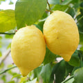 Yellow Lemon Tree Live Plant, 3-5 Inches Tall for Planting
