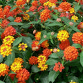2 Orange Lantana Plants Live Trees, Ready to Bloom, Hardy Long Blooming Seasons, Vibrant Colorful Perennial Fragrant, 5-10" in Tall, Full Sun Growing