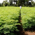 2 Moringa Trees Plants Live for Planting, Oleifera Moringa Live Tree, Well Rooted, No Pot, Drumstick Horseradish Tree, 6 to 10 Inches