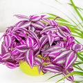 Wandering Jew Plant Live, Mix Tradescantia Zebrina in 2-Inch Pot, Colorful Trailing Indoor Houseplant, Tradescantia Vine