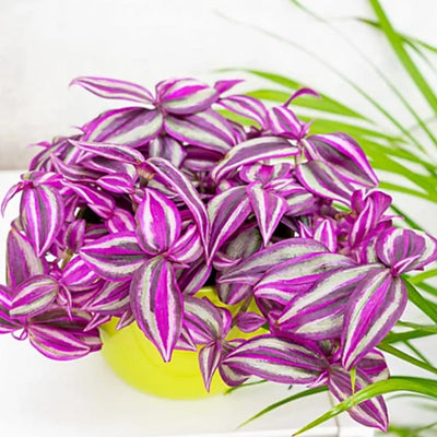 Pink Tradescantia Nanouk Live Plant, Rare Wandering Jew Houseplant with Variegated Foliage, Easy to Grow Indoor Vine, 4” Pot
