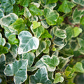 Variegated English Ivy Live Plant, Ivy Plant Live, 4 Inc Pot, 4-7 Inc Tall, Easy Care Trailing Indoor Houseplant for Hanging Baskets, Container Gardens