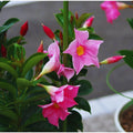 2 Pink Mandevilla Plant Live, Mandevilla Live Plant, Mandevilla Vine Plant, 4 to 6 Inc Tall, Shrub Plant Live