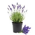 Lavender Plant Live, Phenomenal Lavender Plant Live Indoor Outdoor, Vibrant Bloom, 8 to 10 Inc Tall, Quart Pot, Fragrant Lavandula Seedling for Patio and Container
