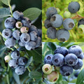 Common Blueberry Plant Live for Planting, Blueberry Bushes for Planting, 4"-7" Cold Hardy Blueberries Southern Highbush