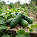 Cucumber Plants Live, 2 PPP Cucumber Vine Plants, 4-7 Inches Tall in 4" Pot