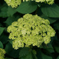 Cold Hardy Hydrangea Live Plant Tree, 5"-10" Hydrangea Bush Live Shrub Starter Plants, Dormant in Winter, Green to White Color Blooms