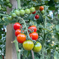 Cherry Tomato Plant, Live Tomato Vegetable Seedling in 4 Inch Pot, 4-6 Inches Tall Vegetable Tomatoes Plants for Outdoor Garden