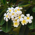 White Plumeria Plant Live, Plumeria Fragrant Flower Plant, 4 Inc Potted