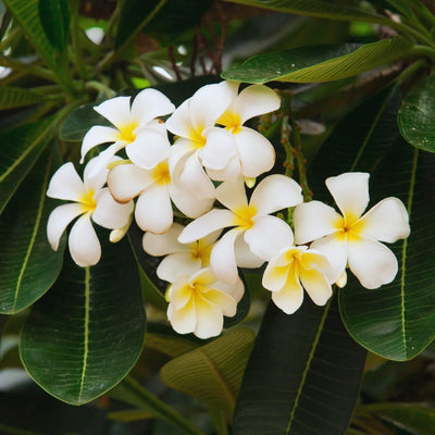 White Plumeria Plant Live, Plumeria Fragrant Flower Plant, 4 Inc Potted