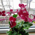 Strawberry Ice Streptocarpus Plant Live, Ladyslipper Primrose Flowering Houseplant in 3.25 Inch Pot, Indoor Blooming Plants for Planting, 4-8 Inches