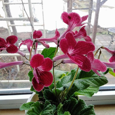 Strawberry Ice Streptocarpus Plant Live, Ladyslipper Primrose Flowering Houseplant in 3.25 Inch Pot, Indoor Blooming Plants for Planting, 4-8 Inches