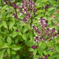 Basil Plants Live, 15 Green Basil Live Plants for Indoors, 4 to 8'' Tal, Herb Garden
