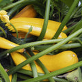 2 Zucchini Plants Seedlings, 4 Inches Pot, Live Squash Plants from 3 to 5 Inches Tall, Live Squash Zucchini Outdoor