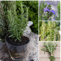 Set 3 Rosemary Plants, 3 to 6 Inch Tall Starter Plant, Without Pot, Rosemary Herb Plant for Garden