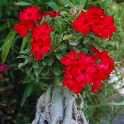 Desert Rose Plant Live, Red Adenium Desert Rose Plant, 5 to 7 Inches Long, Cactus Succulent Plant Perennial Flowering