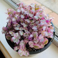 Pink Callisia Repens Succulent Plant, Callisia Repens Plant, Pink Turtle Vine House Plant Indoors Live in 4 Inch Pot