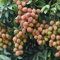 Lychee Tree Live Plant, 5 to 8 Inc Tall, Lychee Fruit Tree for Gardening Outdoor