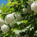 Japanese Snowball Viburnum Tree Live Plant Shrub in Pot, 8 Months Old Bush Ready to Grow Ready to Grow Outdoor Fragrant, 6-12"