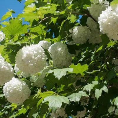 Japanese Snowball Viburnum Tree Live Plant Shrub in Pot, 8 Months Old Bush Ready to Grow Ready to Grow Outdoor Fragrant, 6-12"
