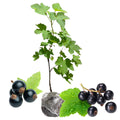 Black Currant Bush Live Plant, Black Currant Plant Live to Grow 5-9 Inch Height, Sweet Currant Berry Fruit Plant