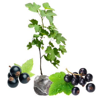 Consort Currant Bush Live Plant, Black Currant Plant Live for Planting, 5-9 Inch Tall, Currant Berry Fruit Tree Well Rooted Plant